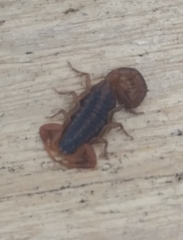 Centruroides ornatus