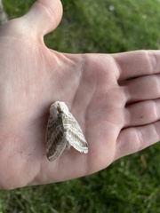 Tolype velleda
