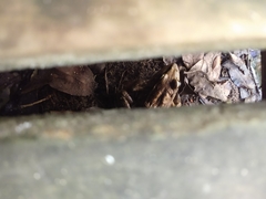 Lithobates brownorum