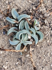 Penstemon centranthifolius