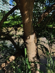 Pithecellobium dulce