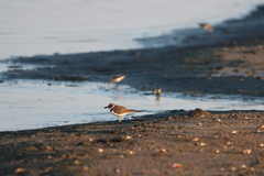 Charadrius wilsonia