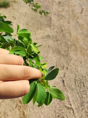 Pithecellobium dulce