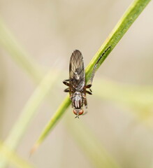 Orthorrhapha