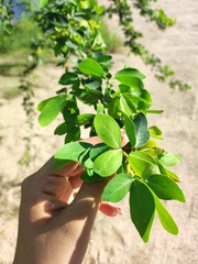 Pithecellobium dulce