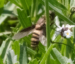 Exoprosopa brevirostris