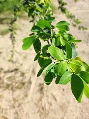 Pithecellobium dulce
