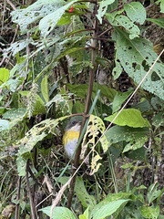 Chlorospingus flavopectus