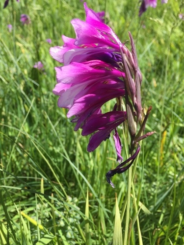 Gladiolus kotschyanus