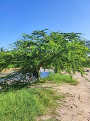 Pithecellobium dulce