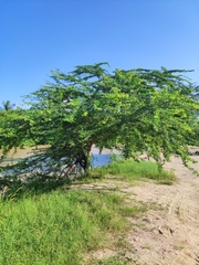 Pithecellobium dulce