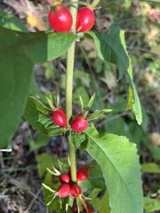 Triosteum aurantiacum