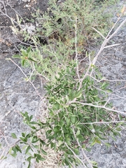 Sideroxylon lanuginosum