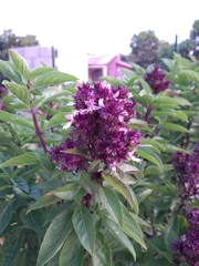 Ocimum basilicum