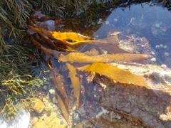 Eisenia arborea