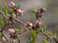 Cryptandra tomentosa