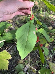 Triosteum aurantiacum