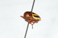 Cryptocephalus venustus