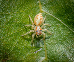 Opisthoncus sexmaculatus