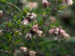 Cryptandra tomentosa