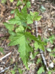 Physocarpus capitatus