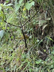 Chlorospingus flavopectus