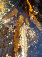 Eisenia arborea