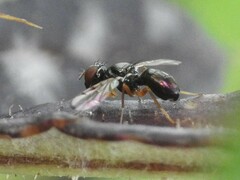 Rivellia maculipennis