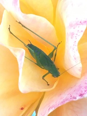 Tettigoniidae