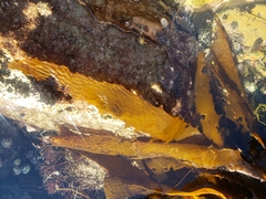 Eisenia arborea