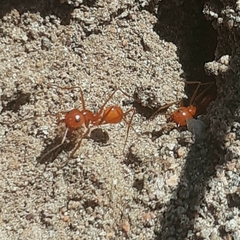 Dorymyrmex planidens