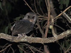 Tyto tenebricosa