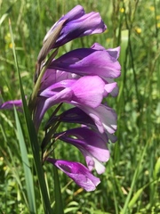 Gladiolus kotschyanus