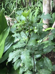 Alectryon subcinereus