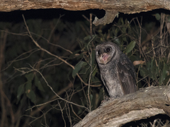 Tyto tenebricosa