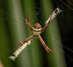 Argiope keyserlingi
