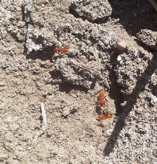 Dorymyrmex planidens