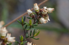 Cryptandra tomentosa
