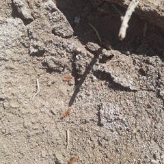 Dorymyrmex planidens