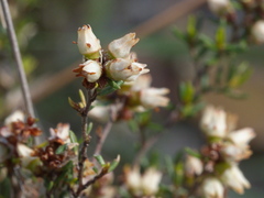 Cryptandra tomentosa