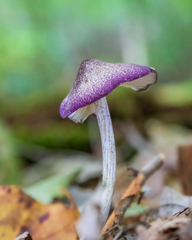 Entoloma violaceum