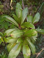 Lobelia robusta