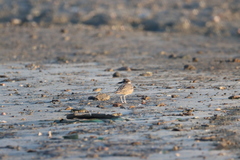 Charadrius wilsonia