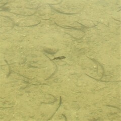 Tetractenos glaber