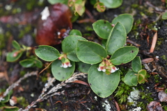 Gaultheria humifusa