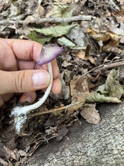 Entoloma violaceum