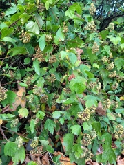 Physocarpus capitatus