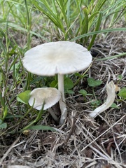 Candolleomyces candolleanus