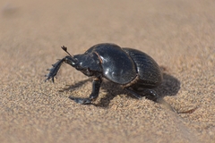 Scarabaeinae