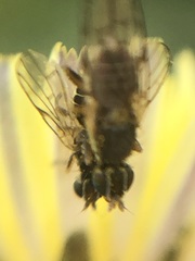 Tephritinae